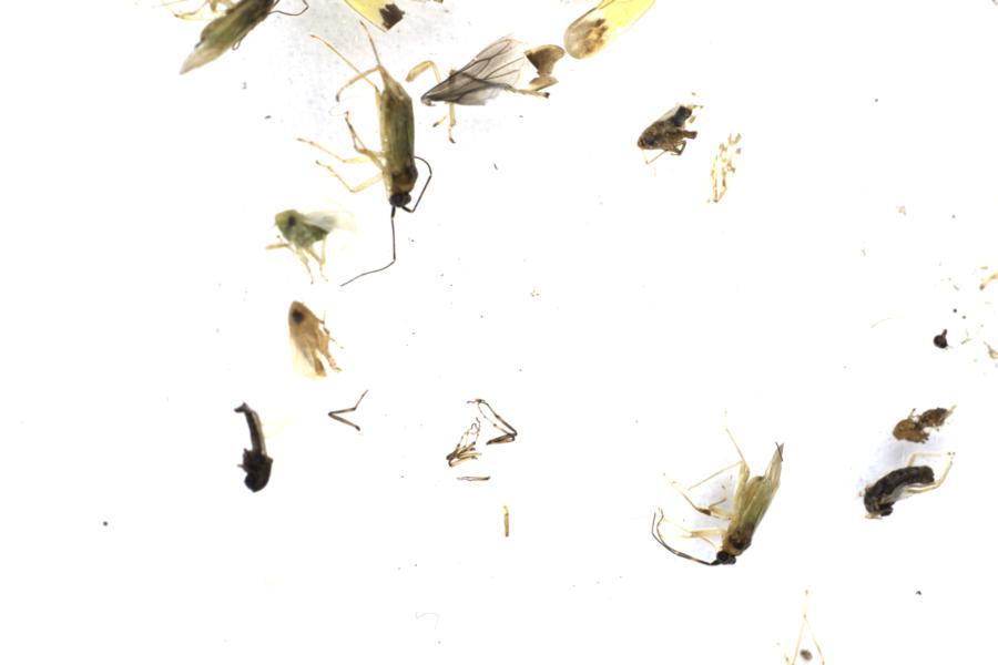 Image 35